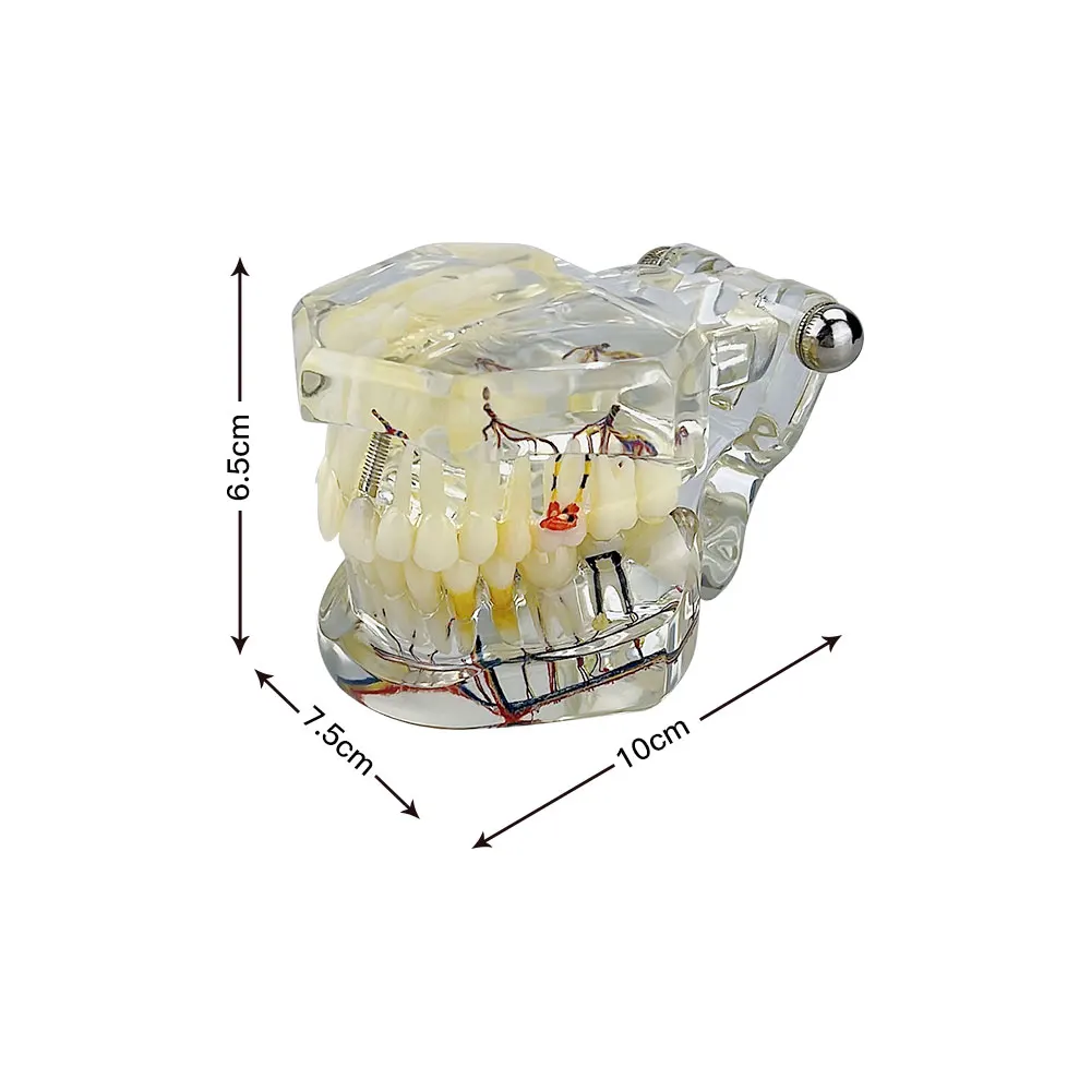 Модель восстановления нервной системы в детском возрасте, патологическая модель молочного постоянного зуба с кариесом, практика обучения студентов-стоматологов